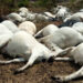 Tension in Plateau as 36 Cows Killed, 42 Poisoned