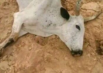 18 Cows Die After Grazing on Fumigated Farmland in Plateau