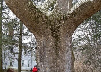 Two Found Guilty of Felling Historic Sycamore Tree in UK