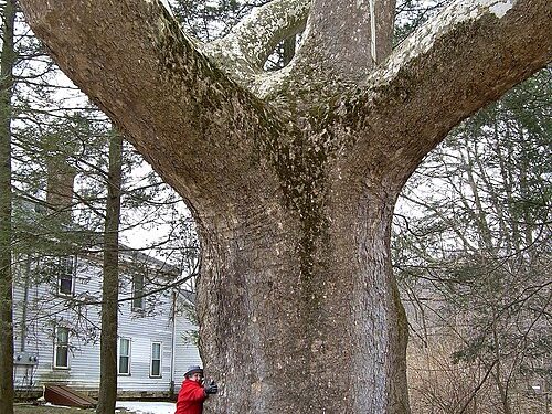 Two Found Guilty of Felling Historic Sycamore Tree in UK