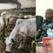 Delta Council Gives Herders 30 Days to End Open Grazing