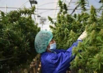 Thailand Legalises Growing, Consumption Of Marijuana