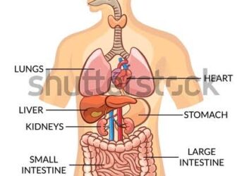 💦 MAN and WATER  The temperature of water entering the body determines the life span of a person.