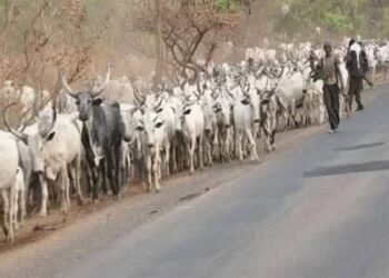 Tragedy on the River Benue: Over 100 Cattle Dead Amid Fears of Renewed Herder-Farmer Tensions