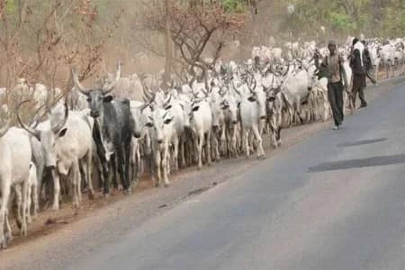 Tragedy on the River Benue: Over 100 Cattle Dead Amid Fears of Renewed Herder-Farmer Tensions