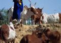 Gunmen kill two herders, slaughter three cattle