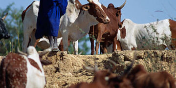 Gunmen kill two herders, slaughter three cattle