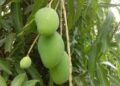 Panic As Mango Tree Damages Building In Asaba