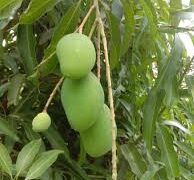 Panic As Mango Tree Damages Building In Asaba