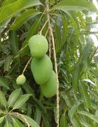 Panic As Mango Tree Damages Building In Asaba